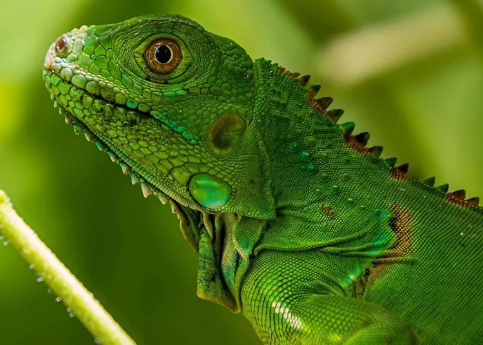 Family Jungle Stay, Minutes To Playa Conchal * Puerto Viejo (Guanacaste)