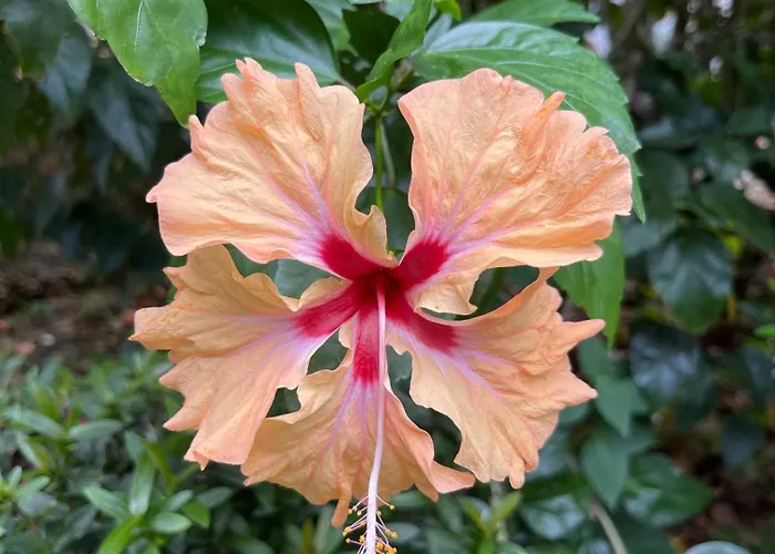 Family Jungle Stay, Minutes To Playa Conchal * Puerto Viejo (Guanacaste)