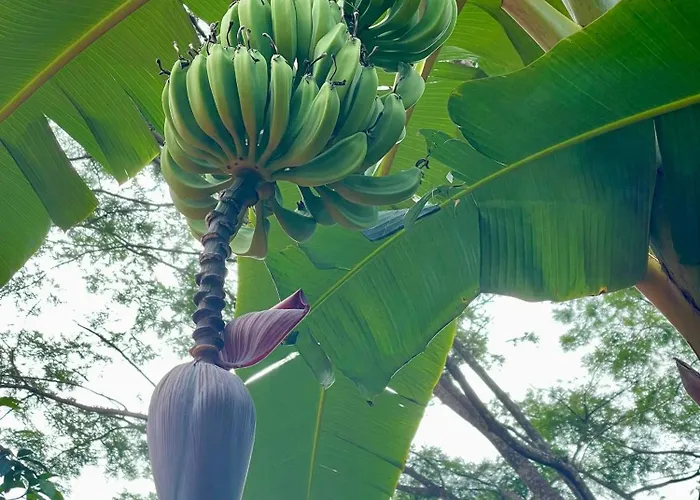 Family Jungle Stay, Minutes To Playa Conchal