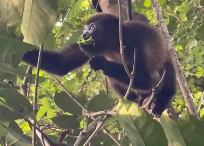 Family Jungle Stay, Minutes To Playa Conchal Puerto Viejo (Guanacaste)
