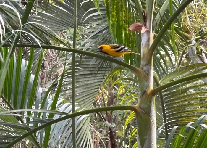Family Jungle Stay, Minutes To Playa Conchal Puerto Viejo (Guanacaste)