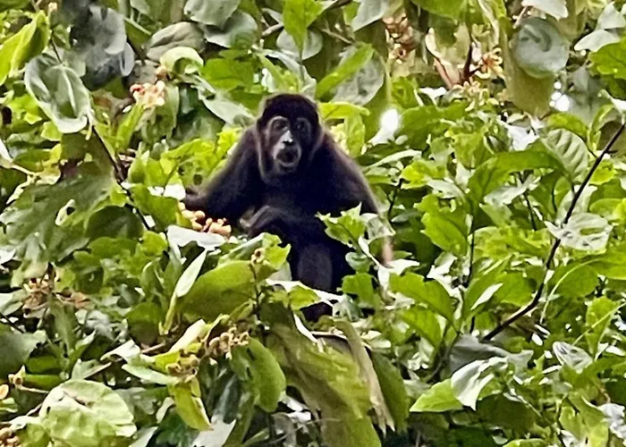 Family Jungle Stay, Minutes To Playa Conchal